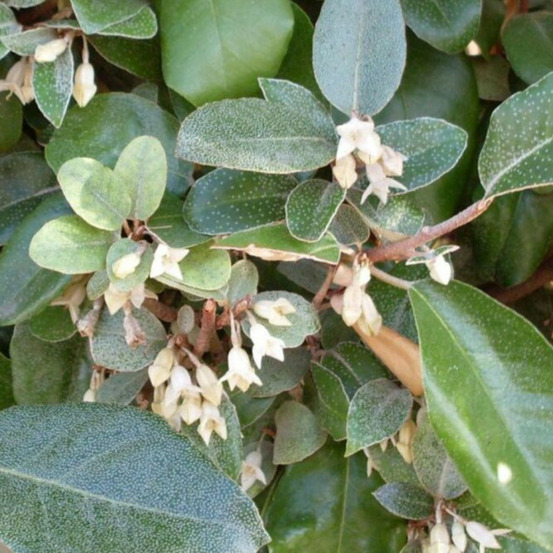 Chalef d'ebbingei - elaeagnus xebbingei en pot 7,5l 60/80cm