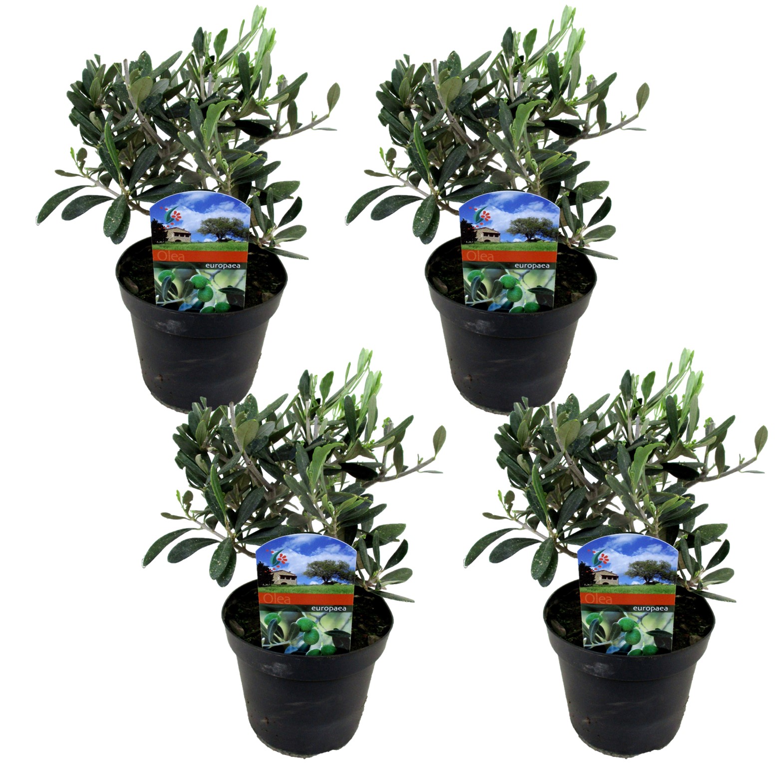 Olea europaea - l'olivier - set de 4 - pot 14cm - hauteur 25-40cm