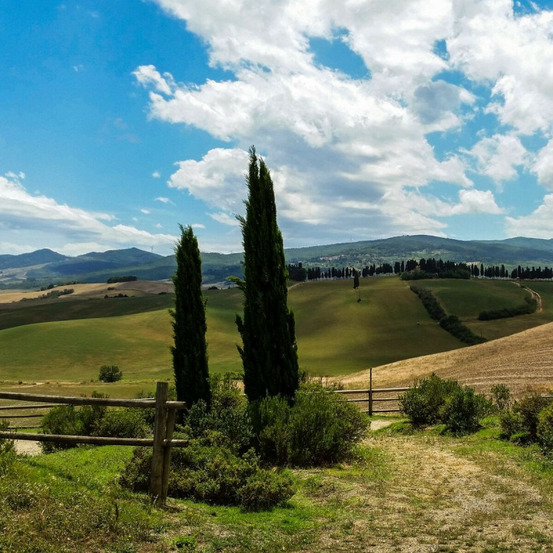 Cyprès d'italie totem, cyprès de provence pot de 18l - 150/175 cm