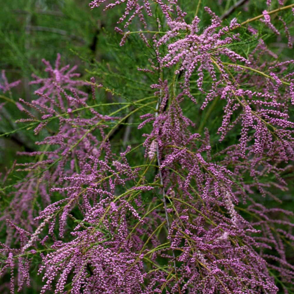 Tamaris à petites fleurs africana, tamarix pot de 7,5l - 60/80 cm