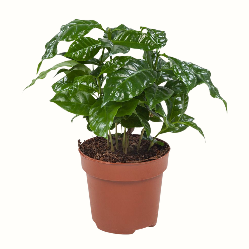 Caféier d'arabie - coffea arabica 30cm