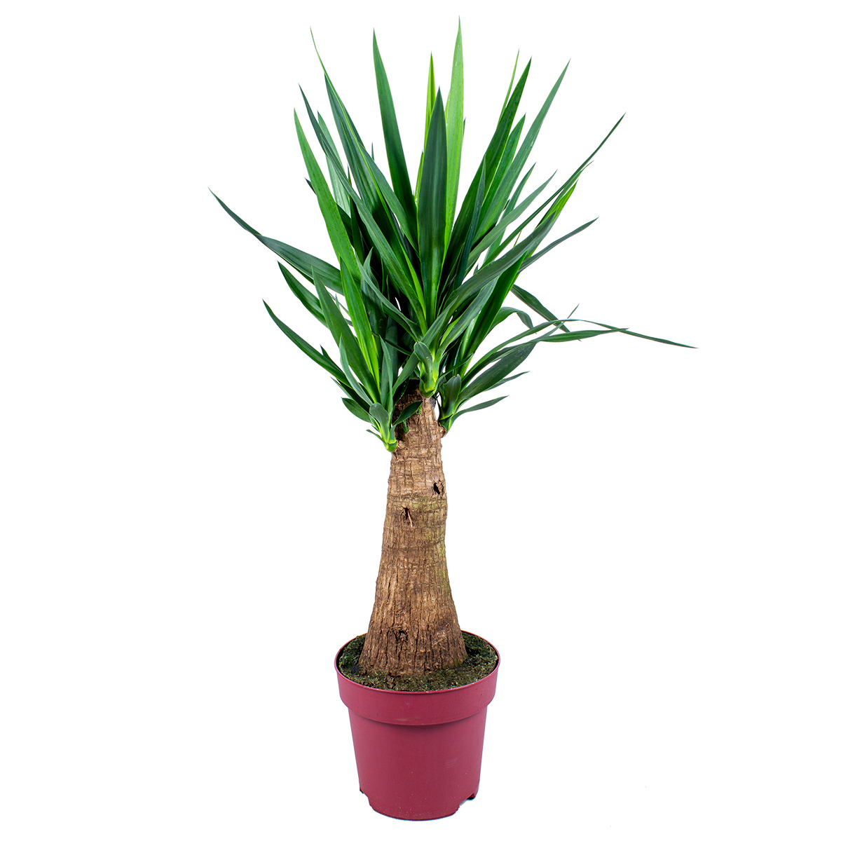 Yucca 'elephantipes' 1 tig - palm lily par pièce - plante d'intérieur et pot de pépinière ⌀24 cm - ↕80-90 cm