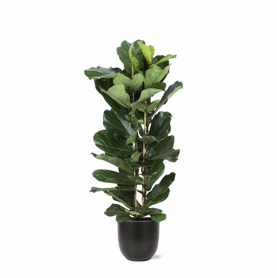 Ficus lyrata et son pot noir - hauteur 140cm