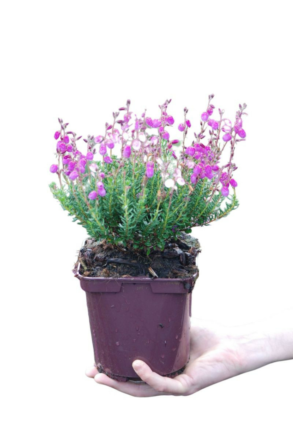 Bruyère d'irlande 'vanessa' - en pot de 2 litres