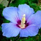 Althéa 'oiseau bleu' (hibiscus syriacus oiseau bleu) - godet 9cm