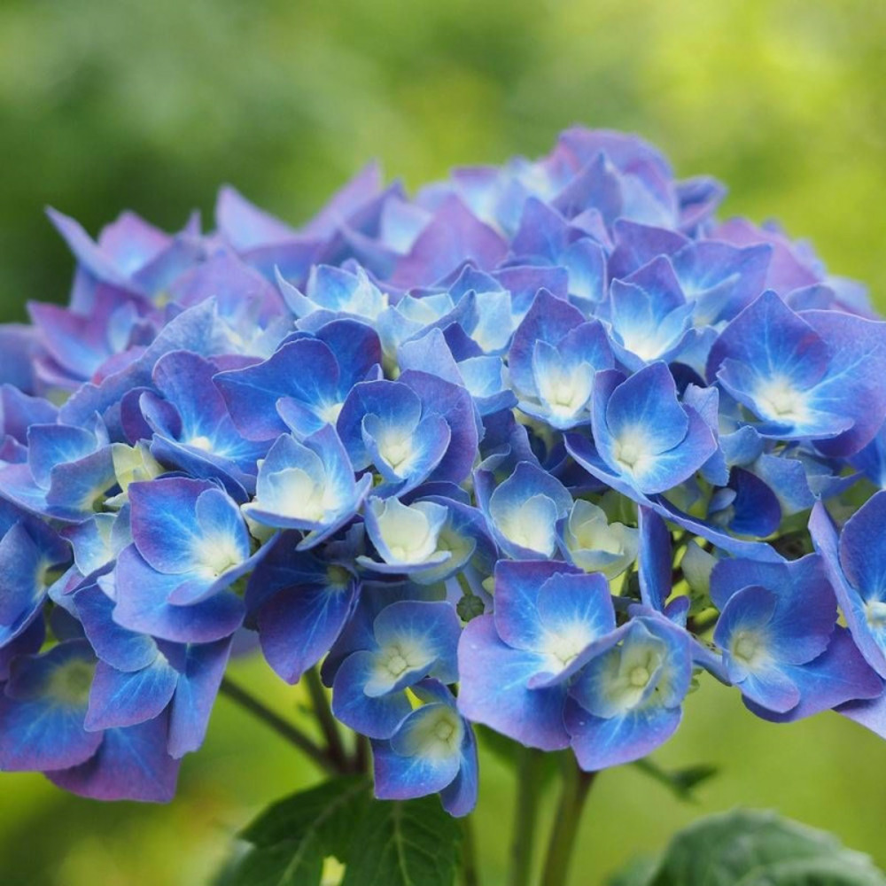 Hortensia bleu, hydrangea macrophylla pot de 7,5l - 40/60 cm