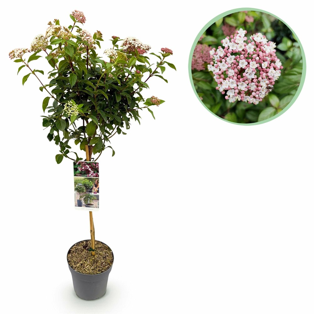 Viburnum tinus eve price – pot 19 cm – hauteur 90 cm