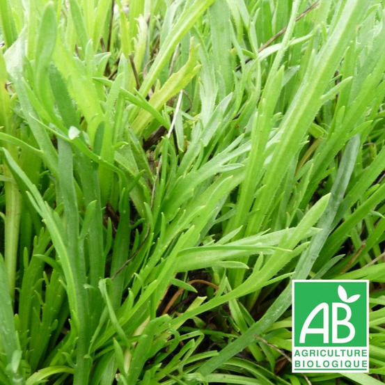 Plantain corne de cerf - sans traitement godet - 5/20 cm