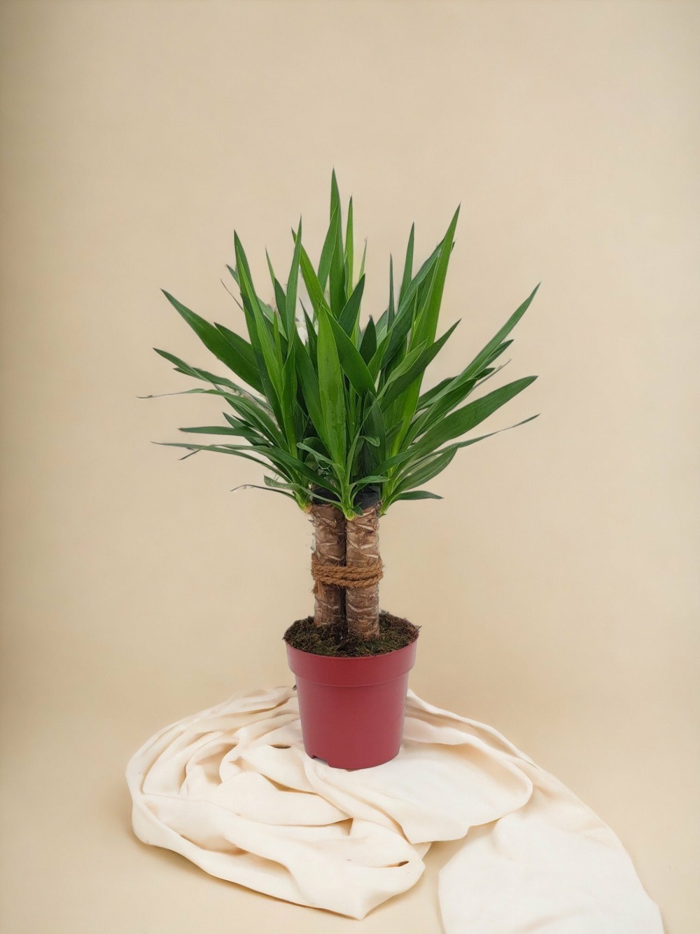 Plante d'intérieur - yucca tres cañas 70cm