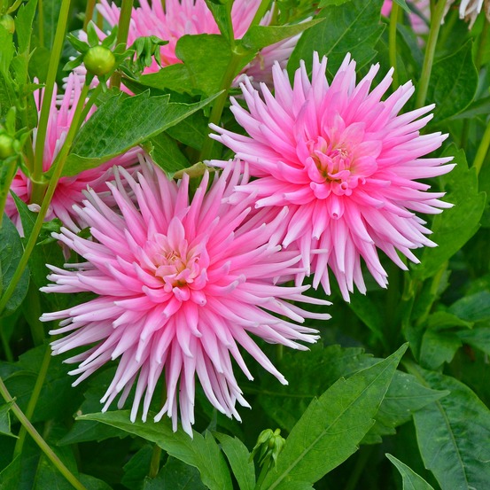 3 dahlias cactus nain park princess - le sachet de 3 bulbes / calibre ii