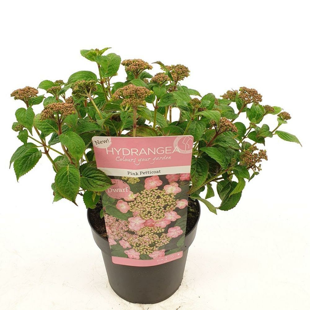 Hydrangea serr. 'rose petticoat' - arbre et arbuste - h25 cm - ø19 cm
