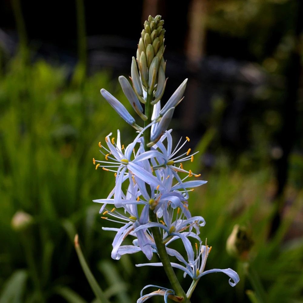 Bulbe de camassia leichtlinii caerulea sachet de 5 bulbes