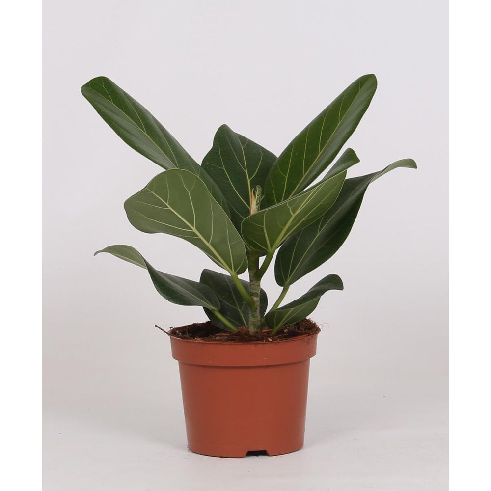 Ficus bengalensis - ø12cm - ↕25cm - plantes d'intérieur