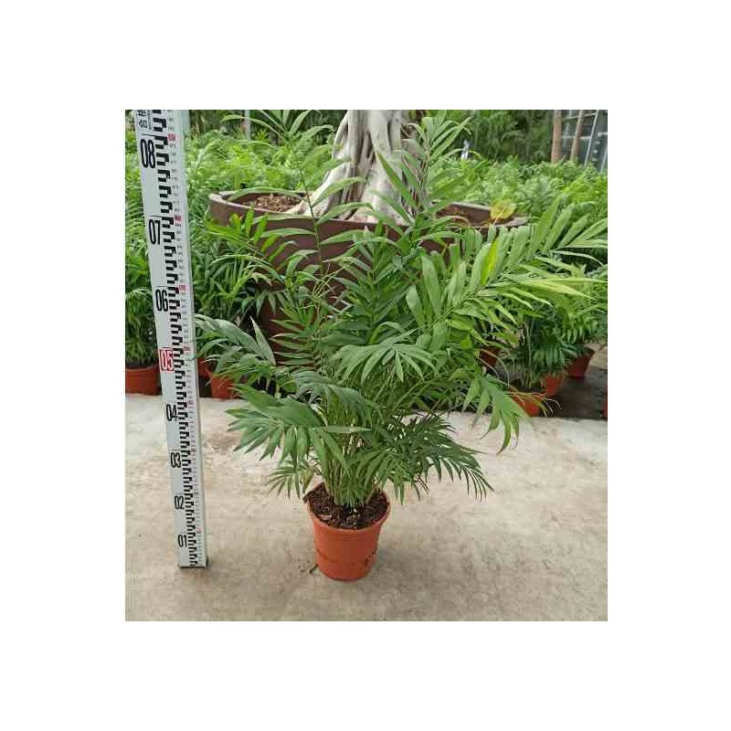 Chamaedorea elegans (chamédorée - palmier de montagne) taille pot de 4 litres - 80/100 cm