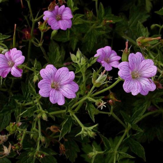Géranium vivace claridge druce lot de 5 godets