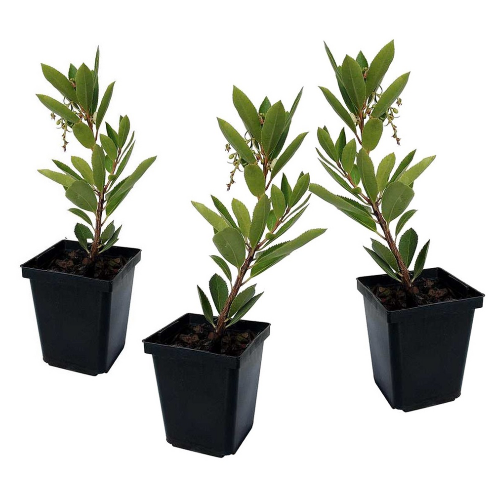 Fruits de l'arbousier - set de 3 - arbutus 'unedo' - hauteur 25-40cm - ⌀9cm