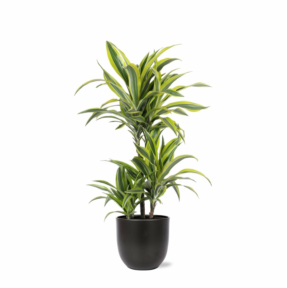Dracaena lemon lime et son pot noir - hauteur 65cm