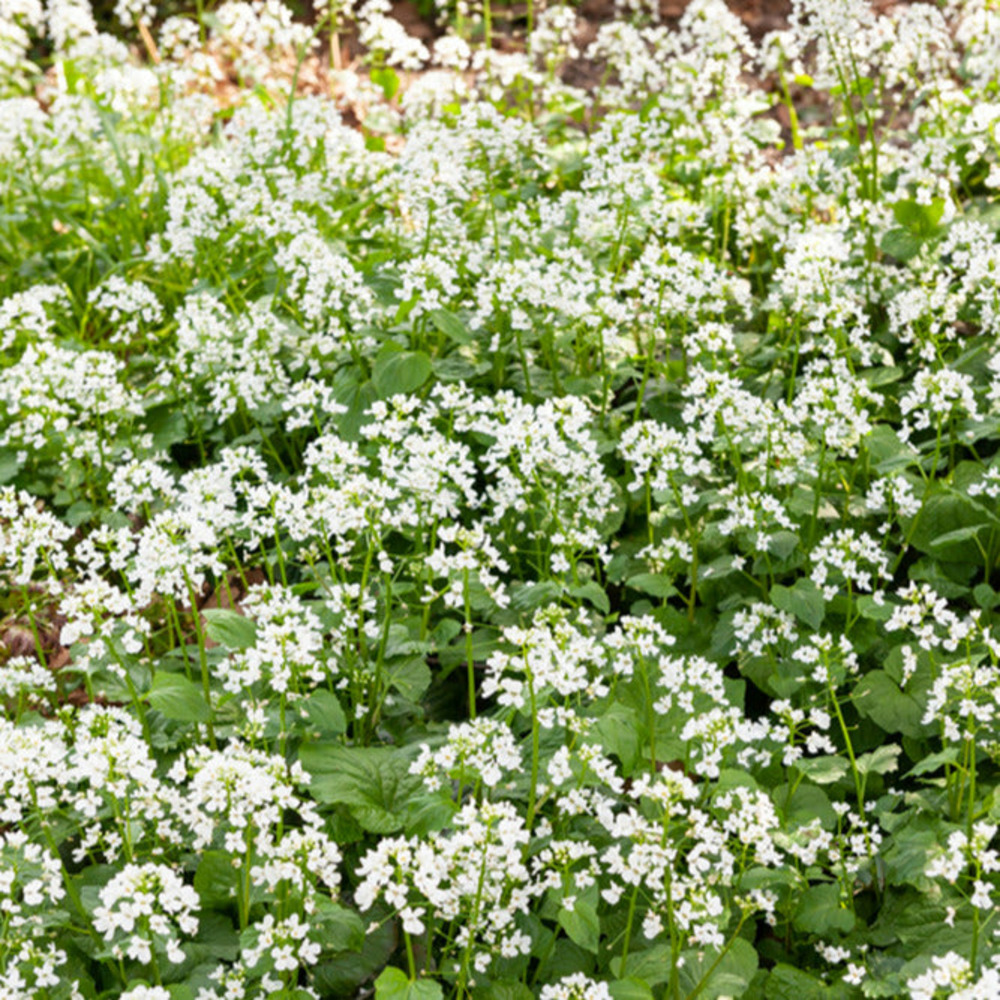 Pachyphragma macrophyllum - le pot / 8cm