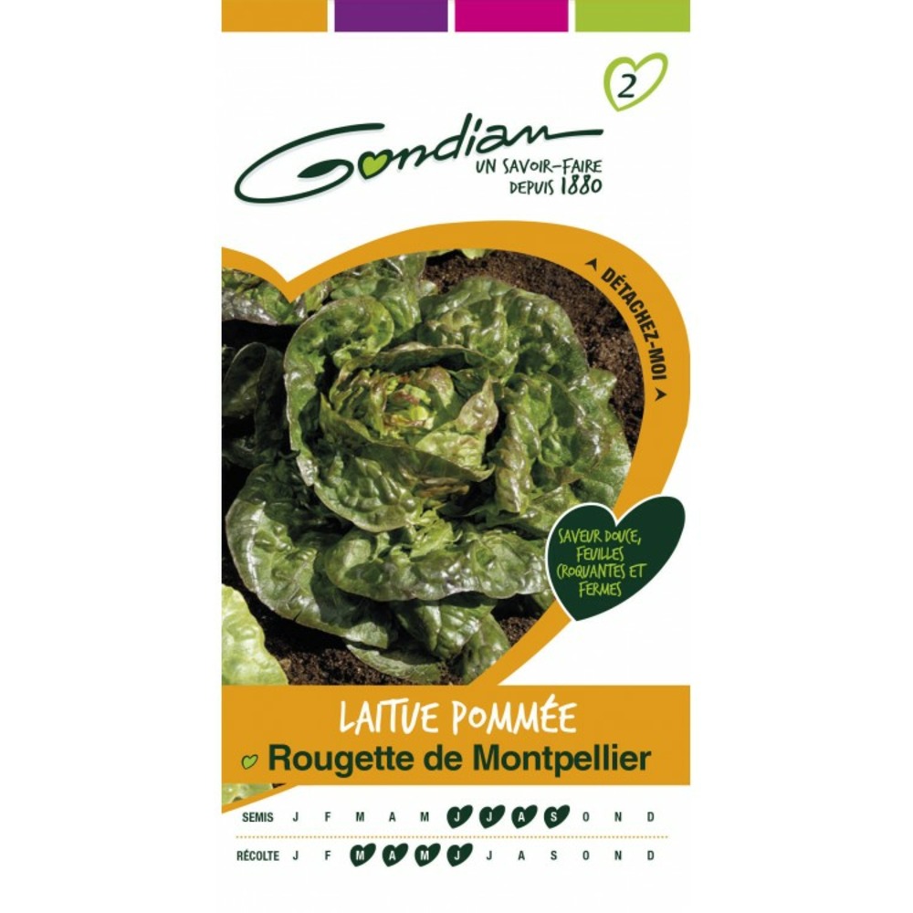 Laitue pommée rougette de montpellier