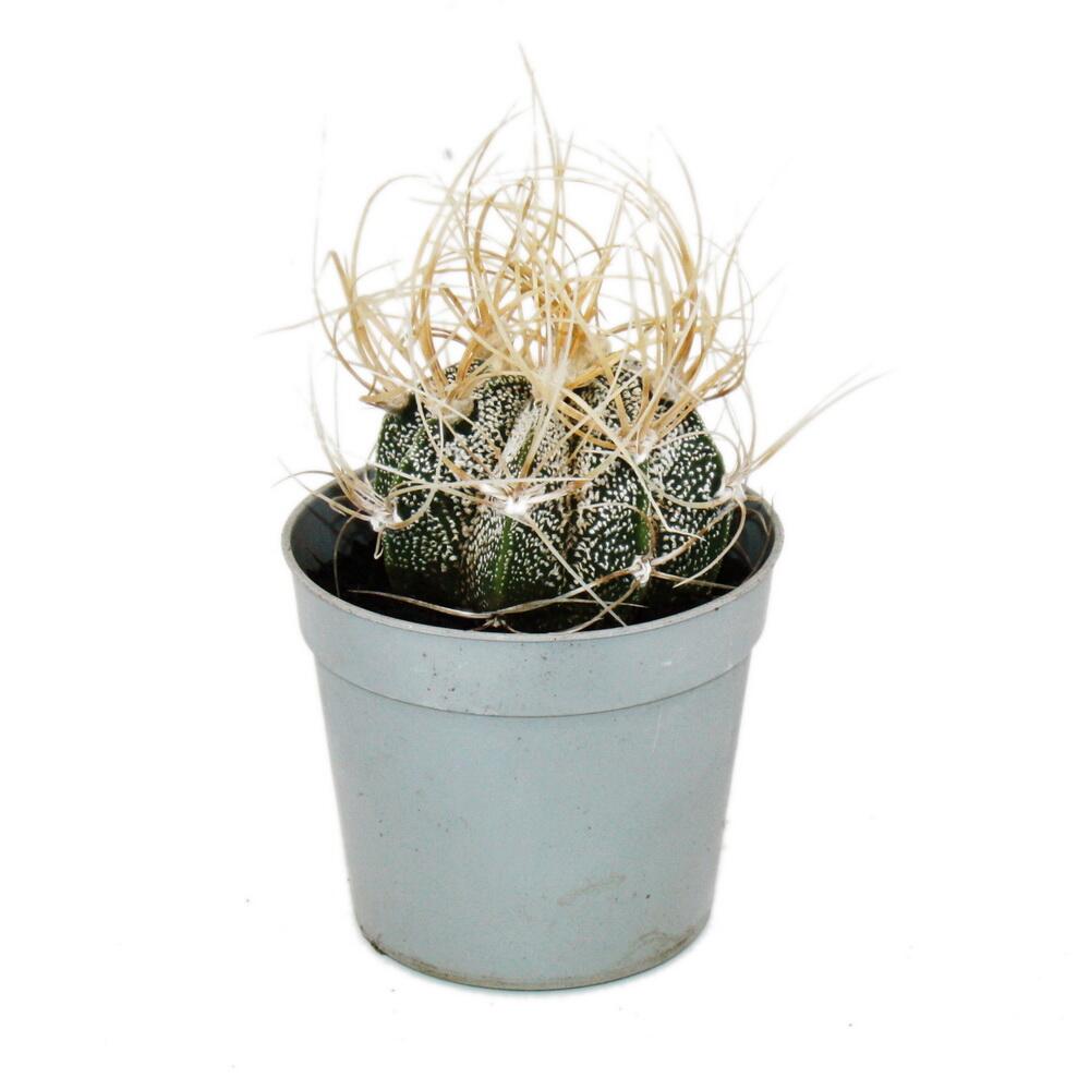 Astrophytum capricorne - capucine à cornes de chèvre - en pot de 6,5cm - rareté parmi les cactus