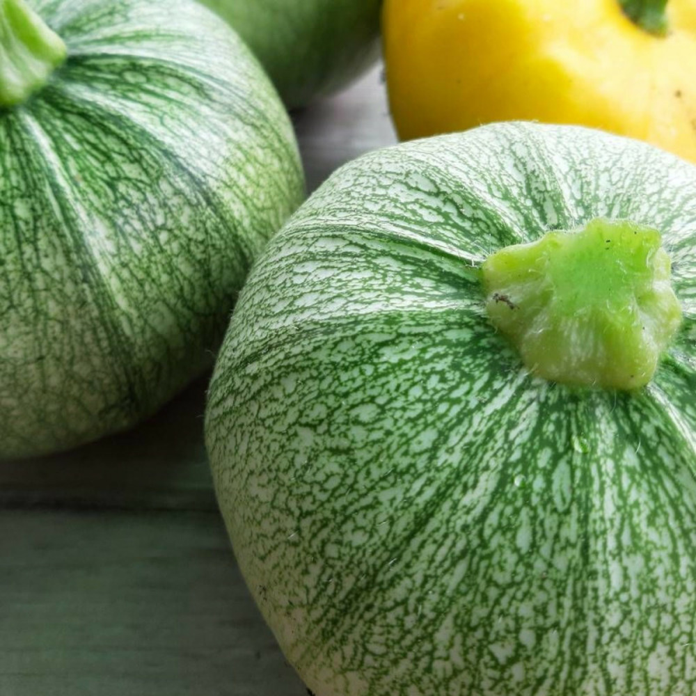 Graines de courgette de nice - vilmorin sachet