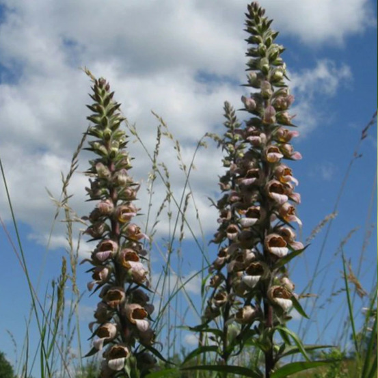 Digitale laineuse godet - 5/20 cm