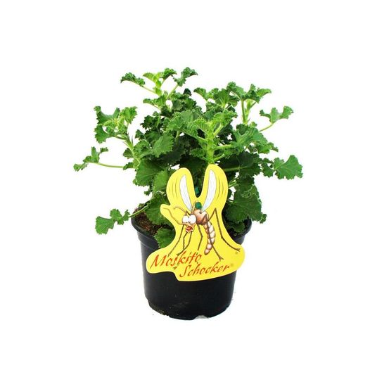 Anti-moustiques - géranium parfumé, 3 plantes pelargonium crispum - idéal pour repousser les moustiques et les guêpes
