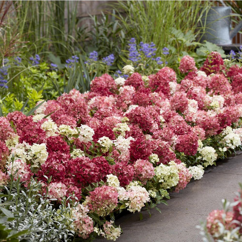 Hortensia groundbreaker ruby - pot 14 cm - hauteur 20-25 cm - plante d'extérieur