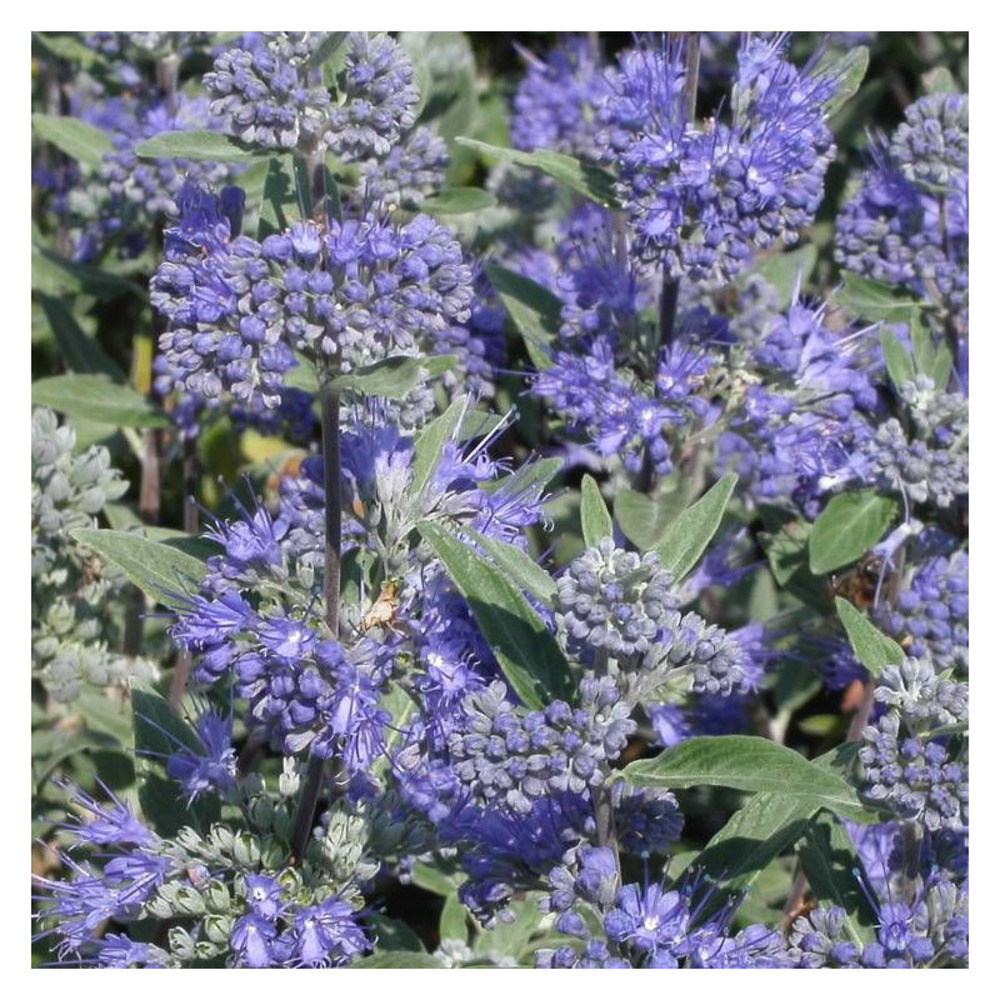 Caryopteris heavenly blue, spirée bleue, barbe bleue pot de 3l - 20/40 cm