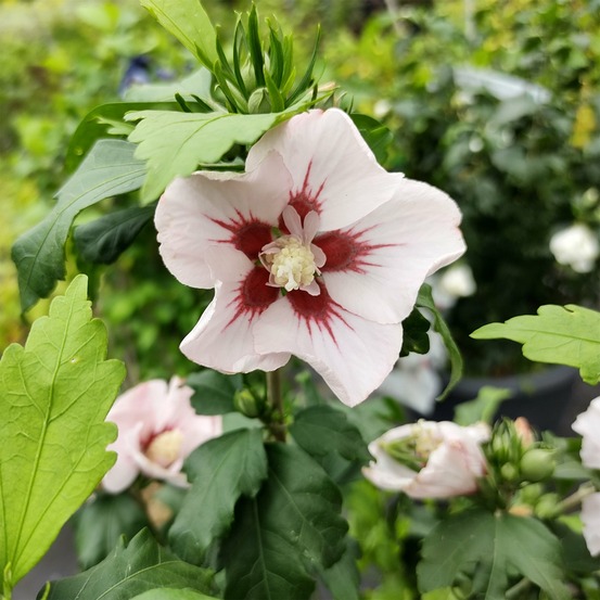 Hibiscus hamabo - le pot / ø 19cm