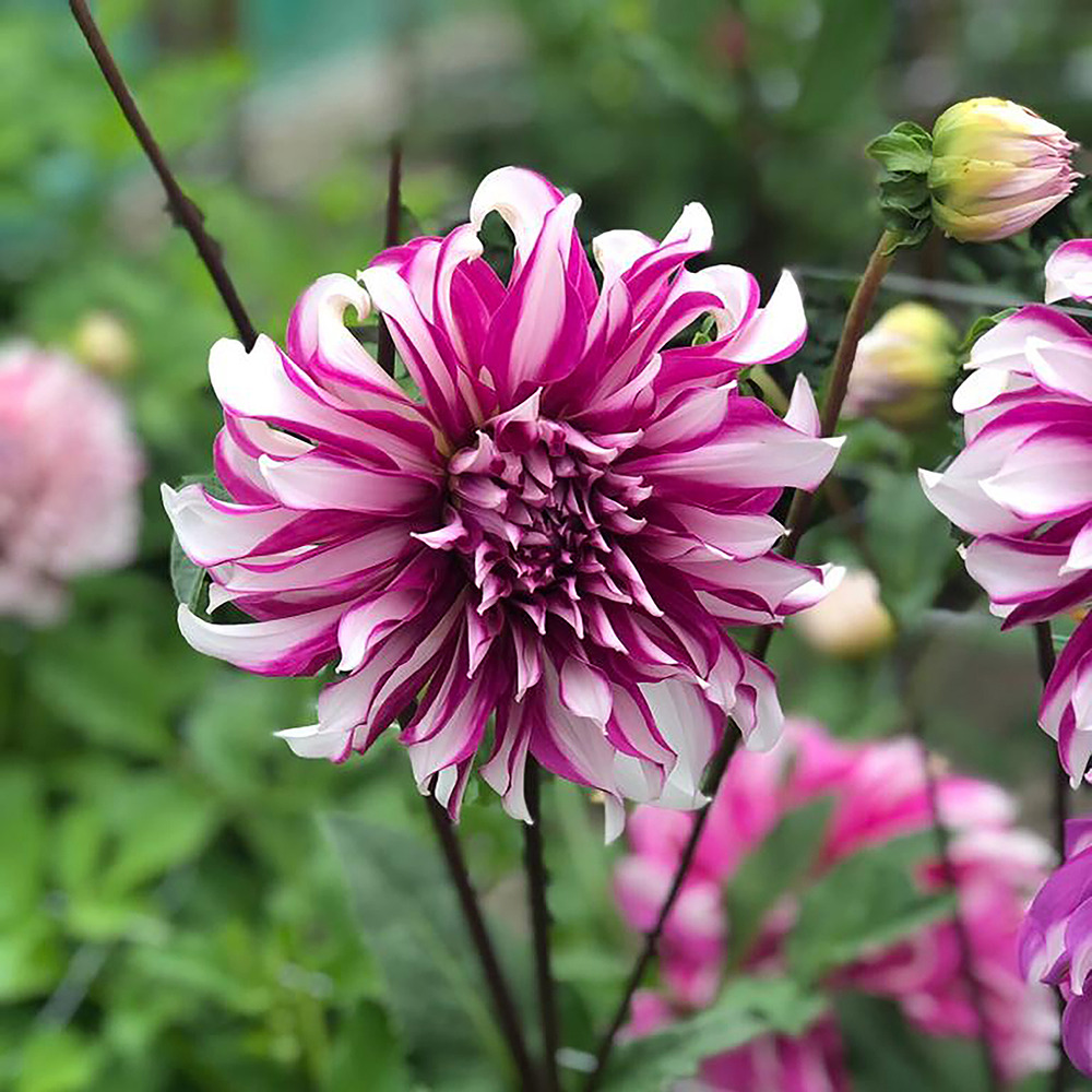Dahlia décoratif 'radegast' bulbe calibre i