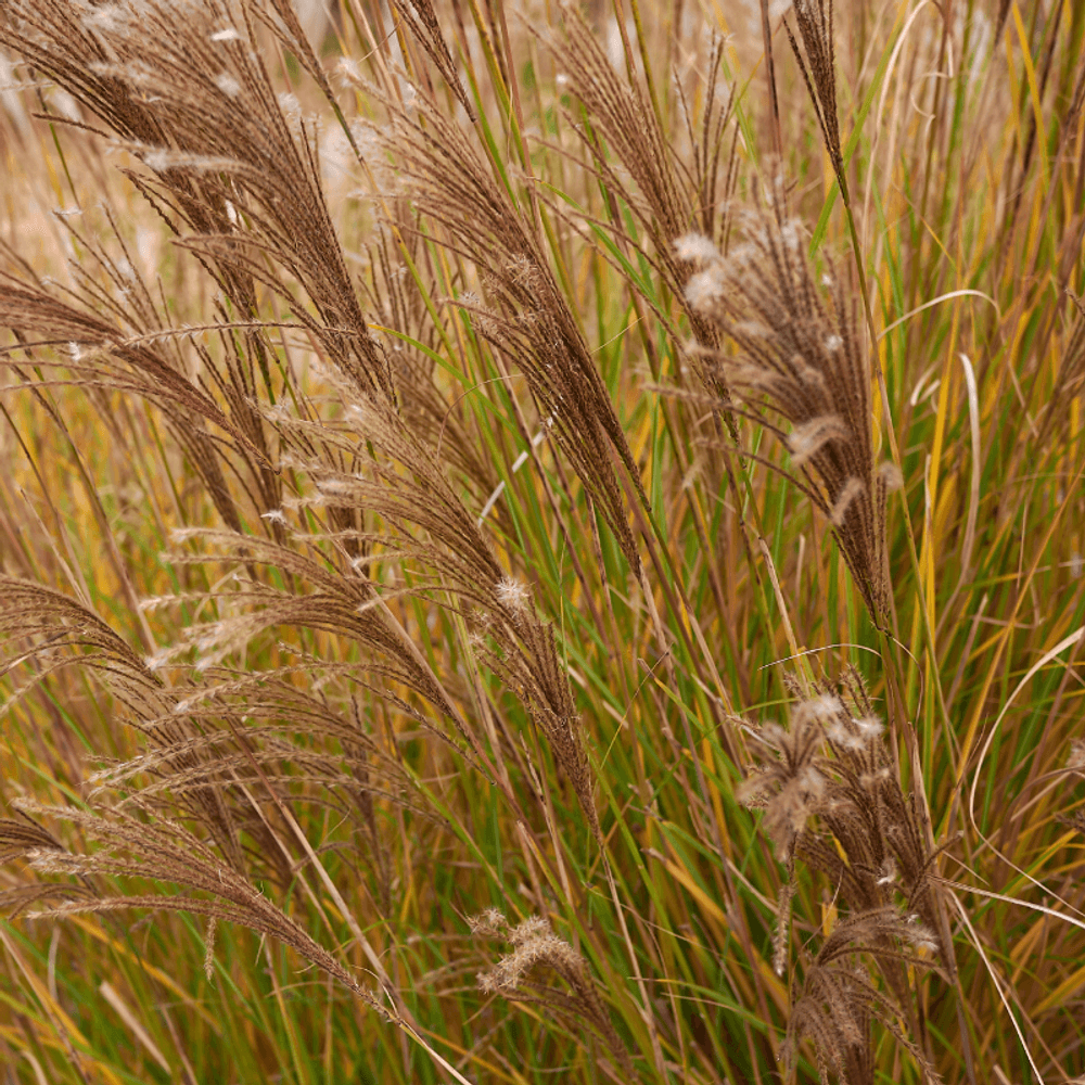 Roseau de chine adagio - miscanthus sinensis adagio 20/25cm godet 9cm