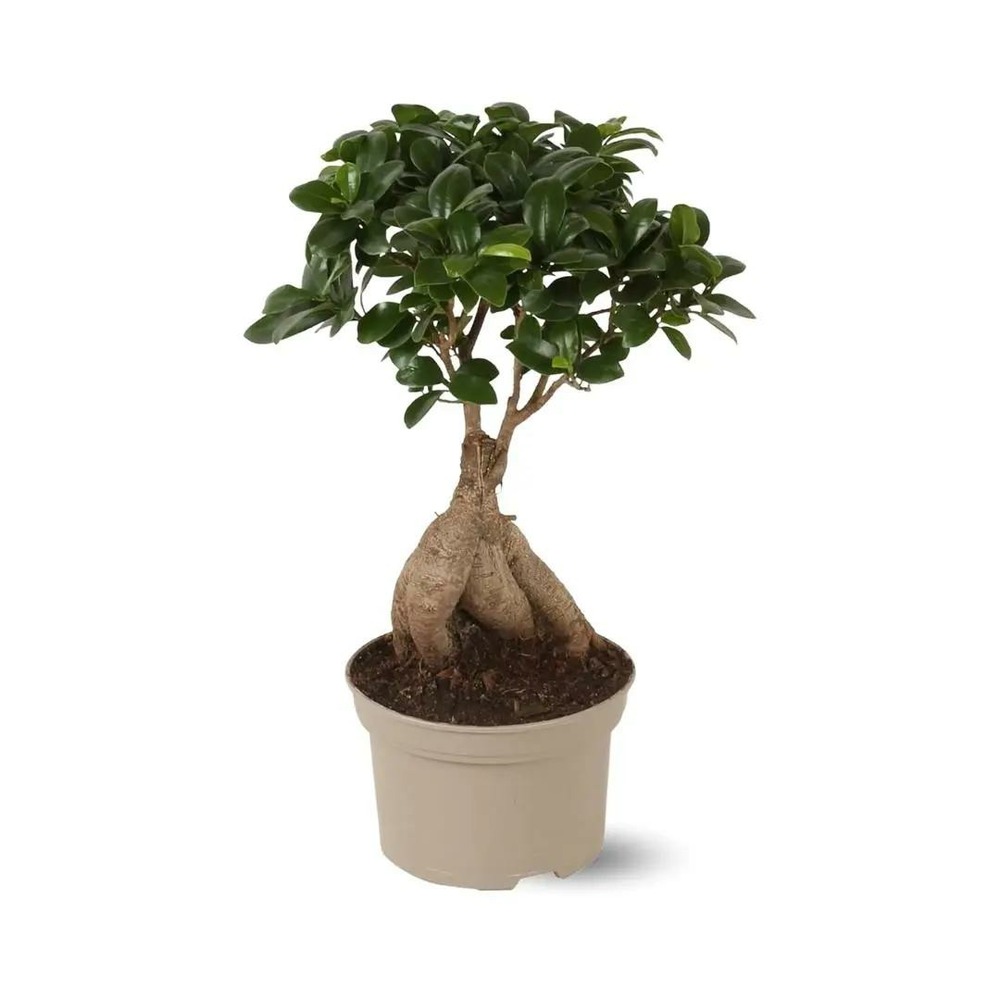 Ficus ginseng - bonsai du débutant - ficus microcarpa - ↕ 40-50 cm - ⌀ 21 cm - plante d'intérieur