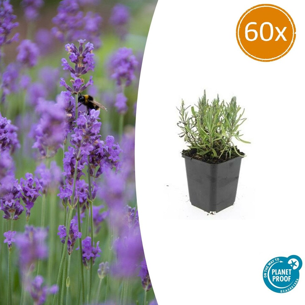 Lavande angustifolia 'munstead' x60 – entre 3,75 et 5m2
