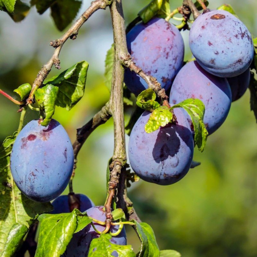 Prunier 'quetsche d'alsace' (prunus domestica 'quetsche d'alsace')