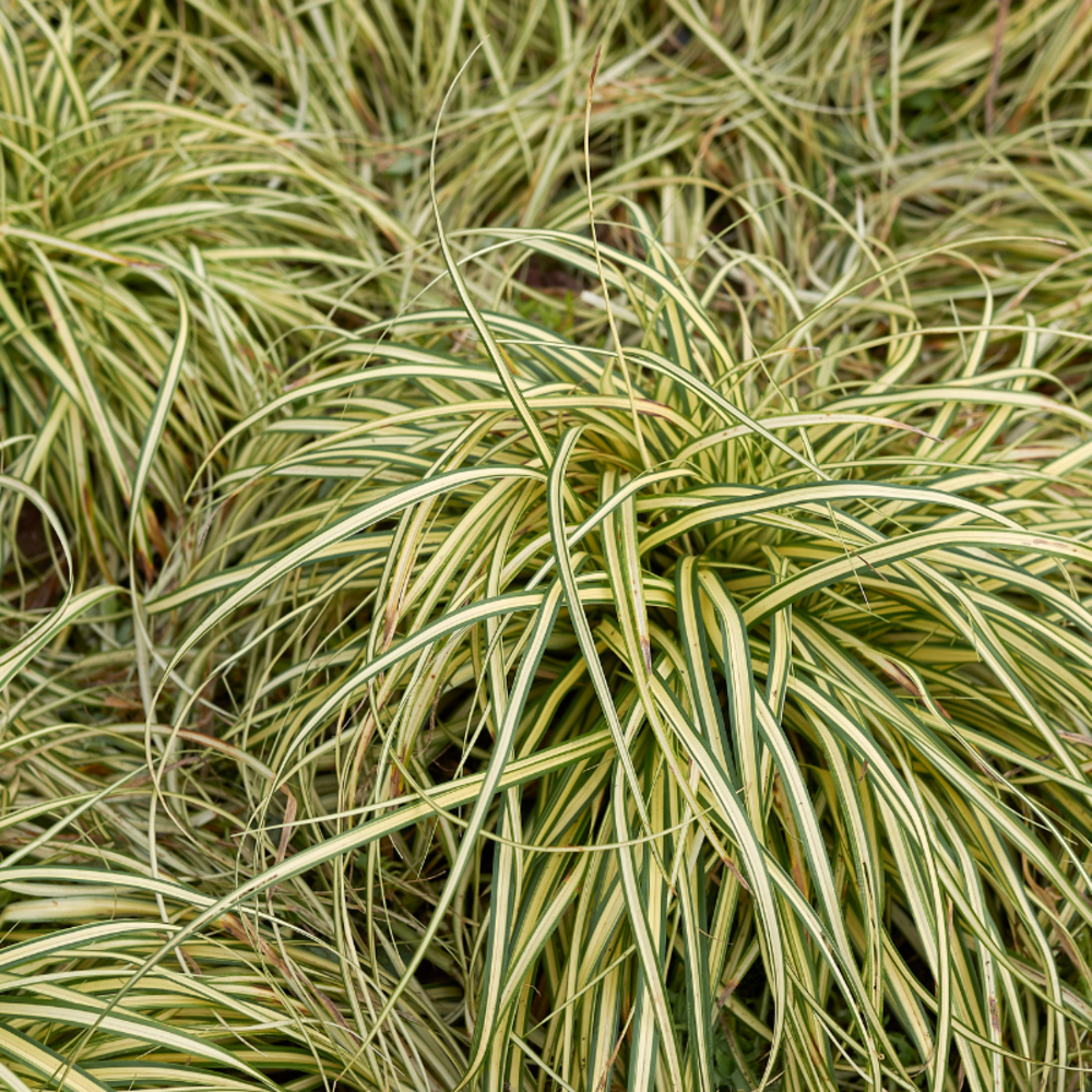 Laîche de morrow ice dance - carex morrowii ice dance 20 cm godet 9cm