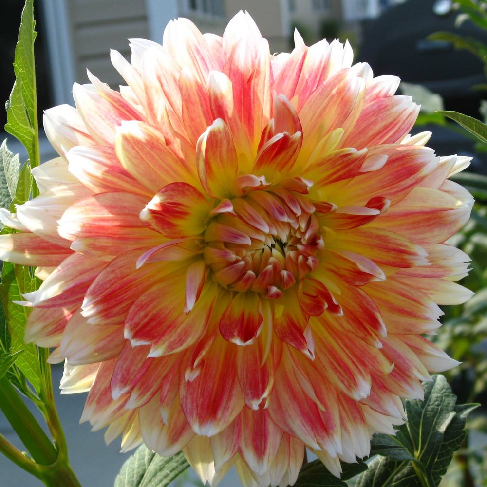 Dahlia gpe géant décoratif 'peaches and cream' bulbe calibre i