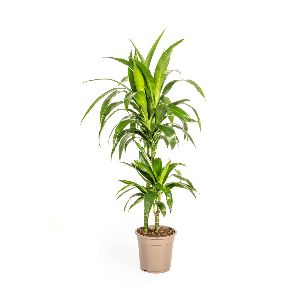 Dracaena deremensis lisa ø19cm - ↕70 - 90cm - plantes d'intérieur