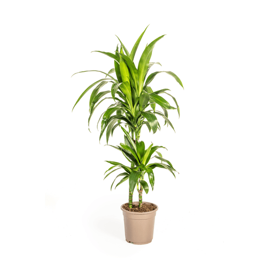 Dracaena deremensis lisa ø19cm - ↕70 - 90cm - plantes d'intérieur