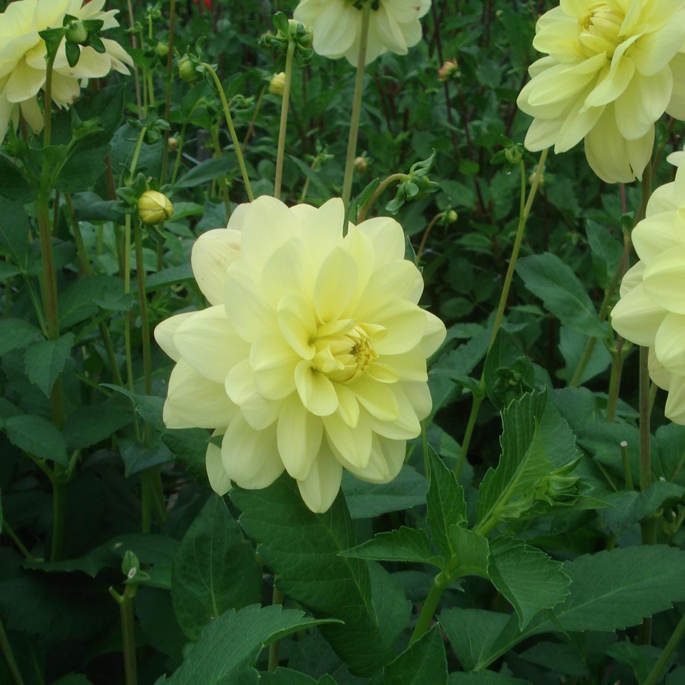 Dahlia gpe décoratif 'glory of heemstede' bulbe calibre i