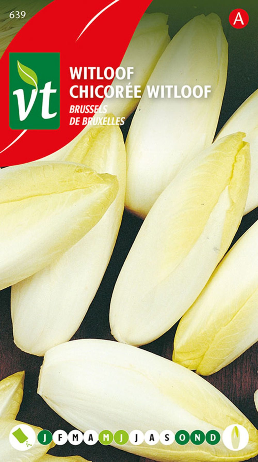 Chicoree witloof de bruxelles - ca. 4 gr (livraison gratuite)