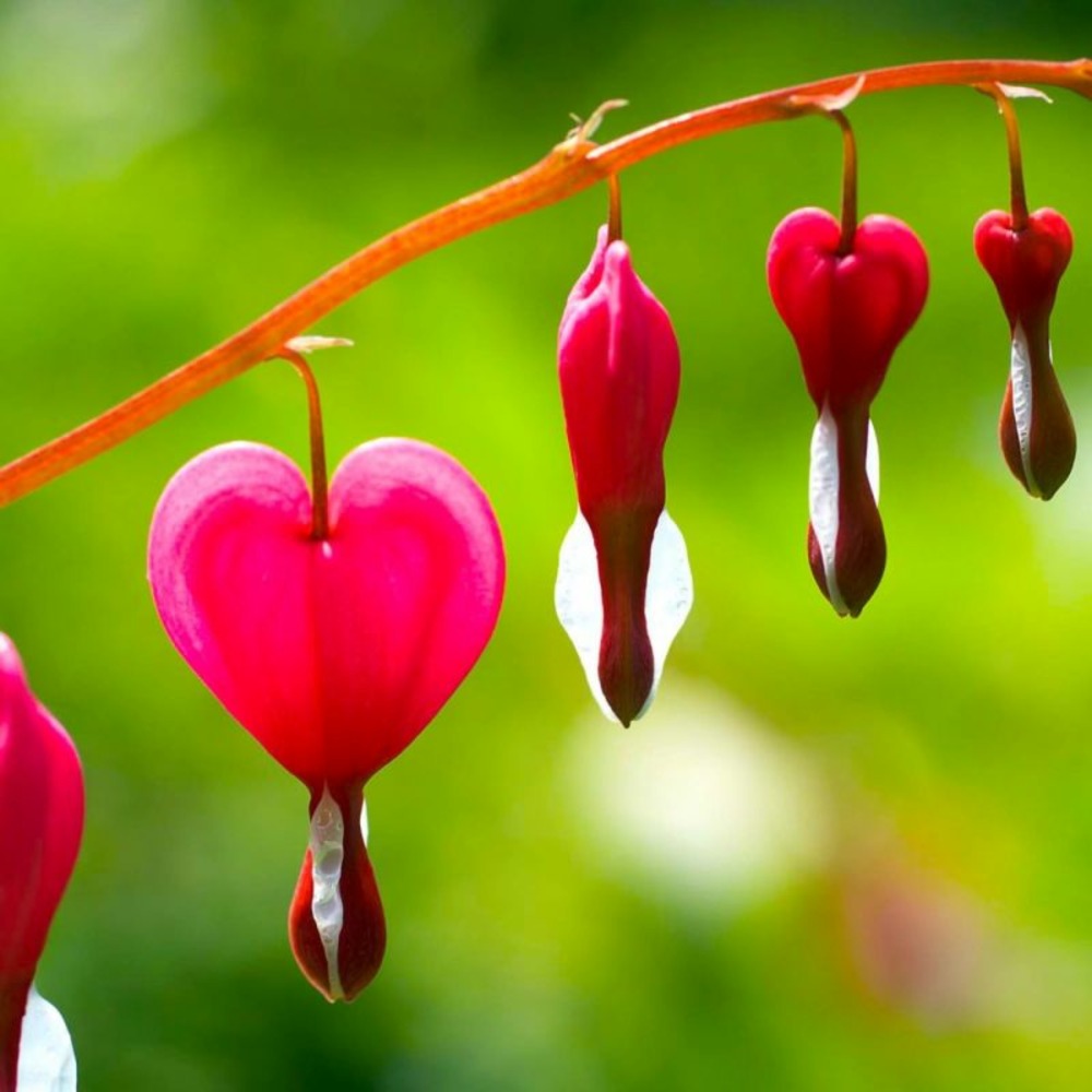 2 C?urs de Marie Rose (Dicentra Spectabili…