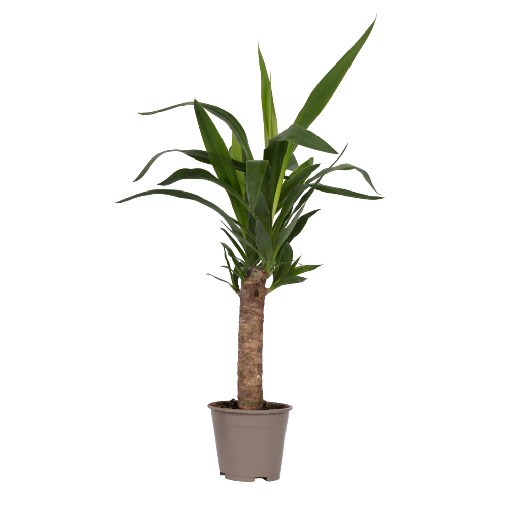 Pied d'éléphant - yucca elephantipes - hauteur 50-60cm - ⌀14cm