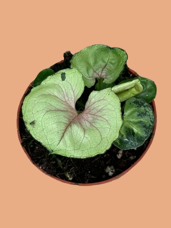 Syngonium bob allusion