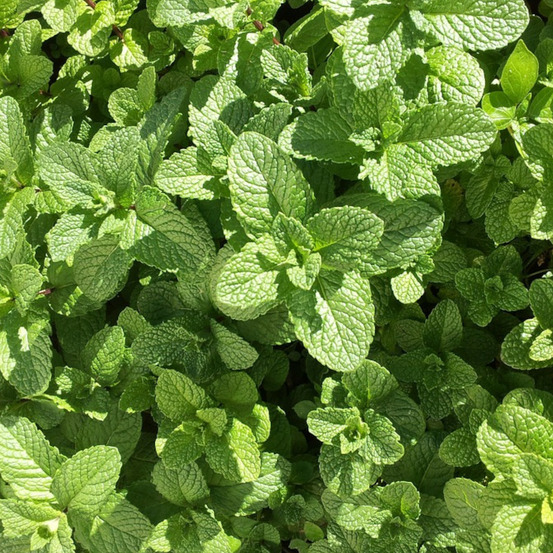 Graines de menthe douce - prix malin sachet