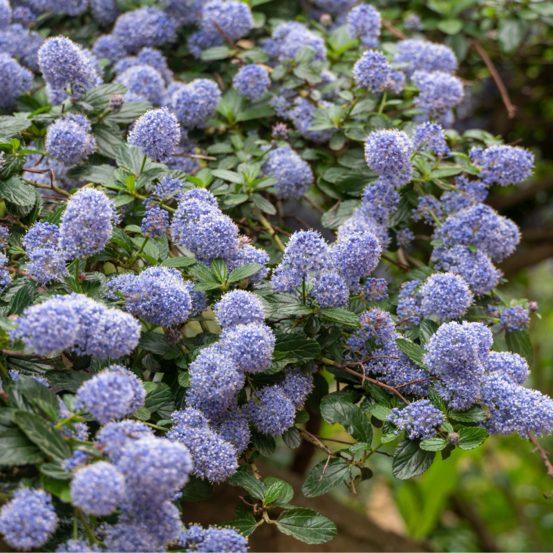 Céanothe gloire de versailles - ceanothus gloire de versailles 50 cm pot 3l