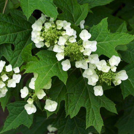 Cornouiller de chine 'bultink's giant flowers' pot de 2l/3l