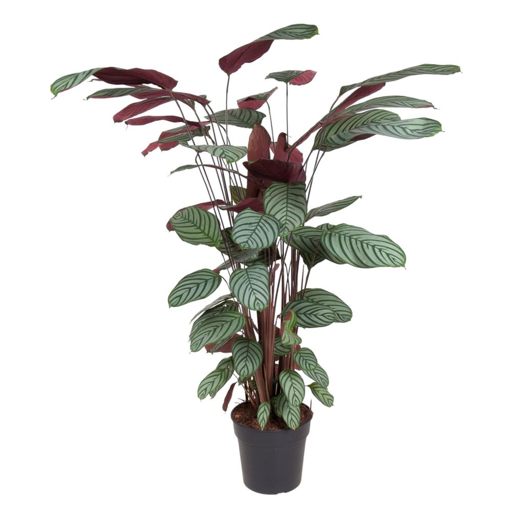 Calathea oppenheimiana - plantes d'intérieur