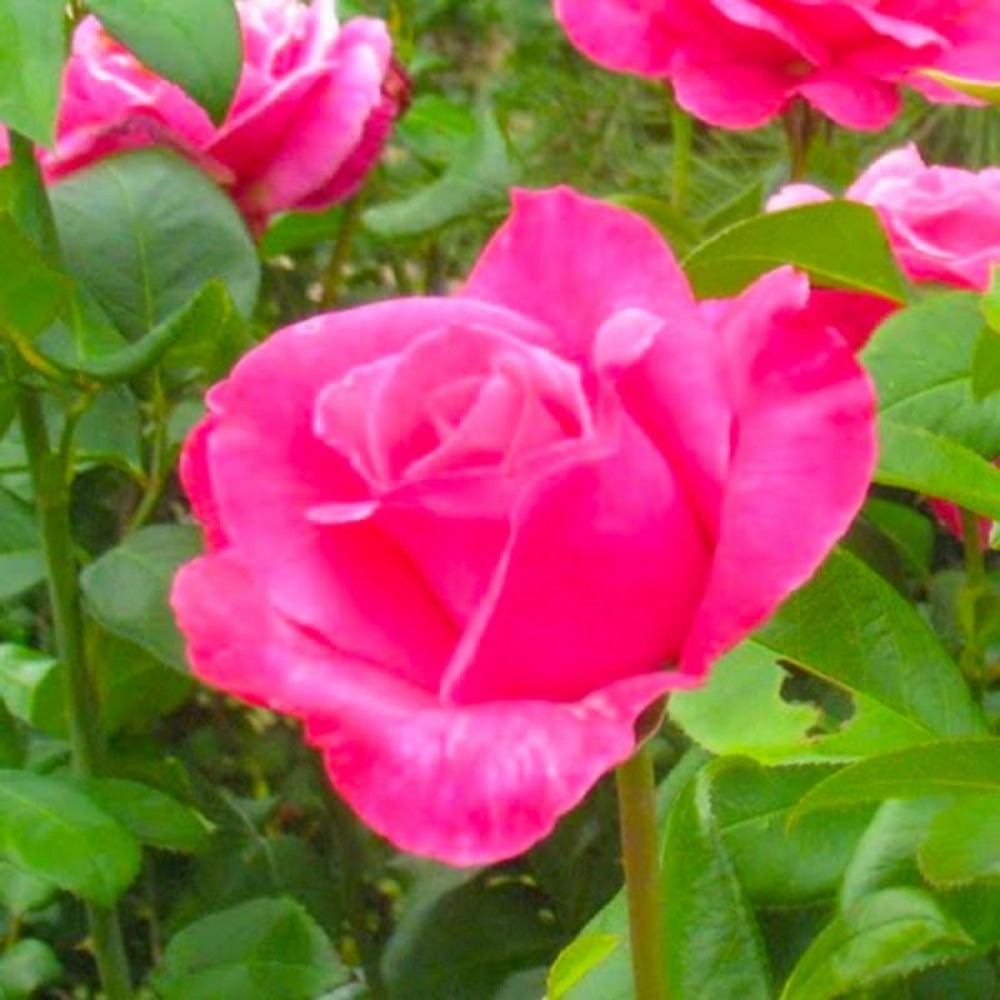 Rosier 'parfum royal®'