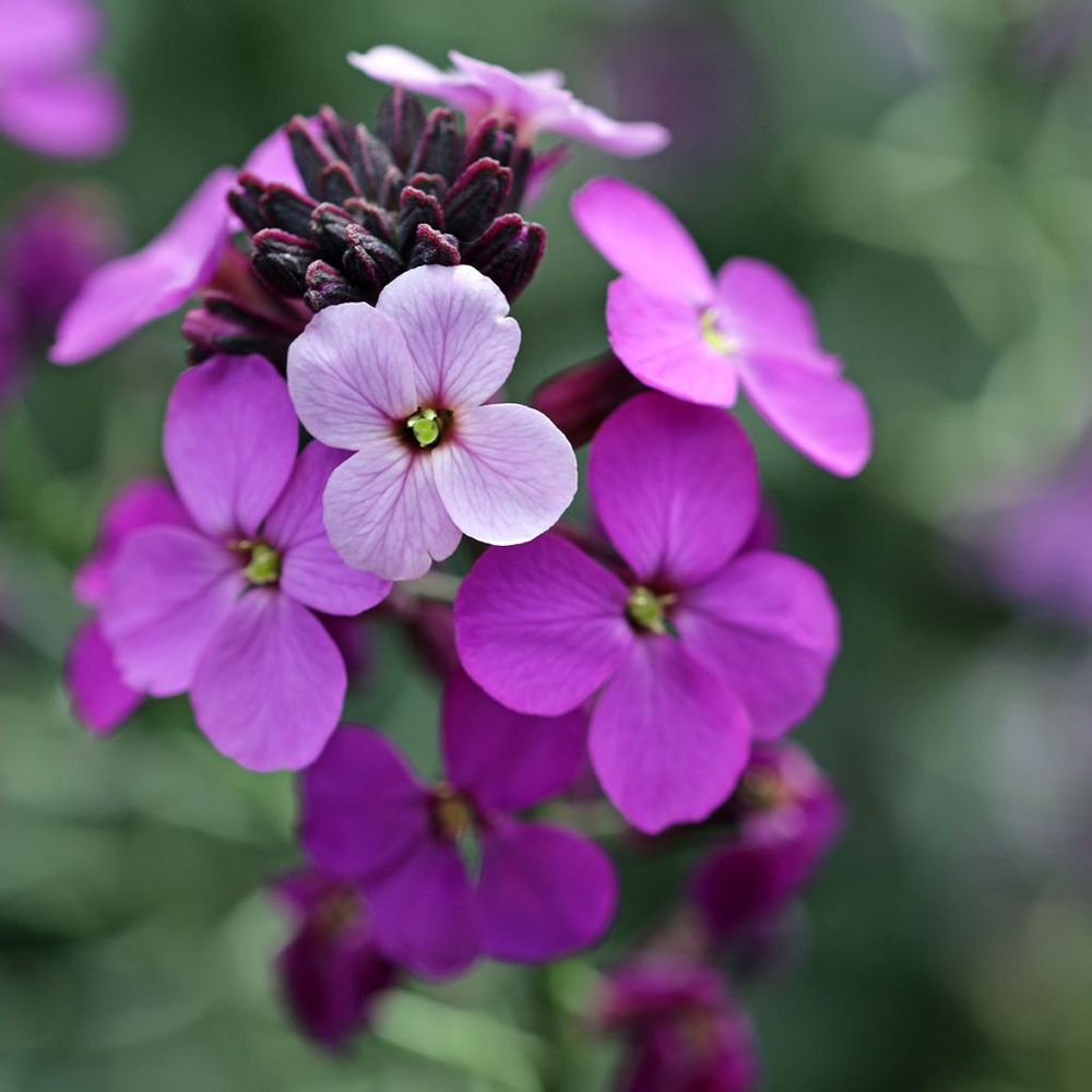 Giroflée, vélar 'poem lavender' mini-motte ø 3/4 cm, plant vert de 3 à 5 cm de haut environ (par 3)